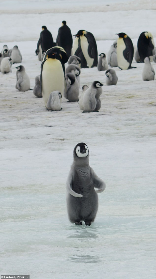 Warning: Current climate models project that 80 per cent of emperor penguin colonies will be 'quasi-extinct' by the end of the century