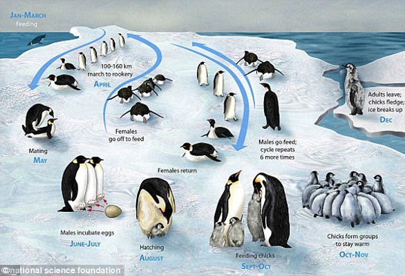 Too little sea ice reduces the availability of breeding grounds and prey for emperor penguins, but too much ice means longer hunting trips for adults, meaning they can't feed their chicks as often