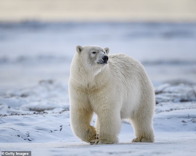 During the winter, the Bering Strait freezes over and polar bears are expected to head out onto the ice, where they can hunt for seals and walruses.  Therefore, this attack was unexpected for the time of year.