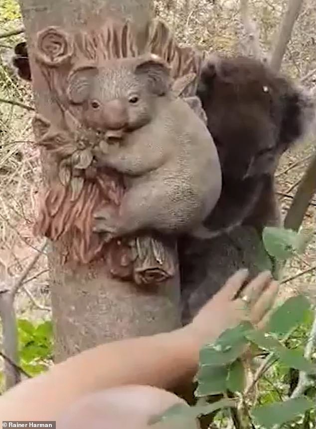 The koala (above) hugged the ornament as Mr. Harman petted it before it moved higher up the tree to take a nap.