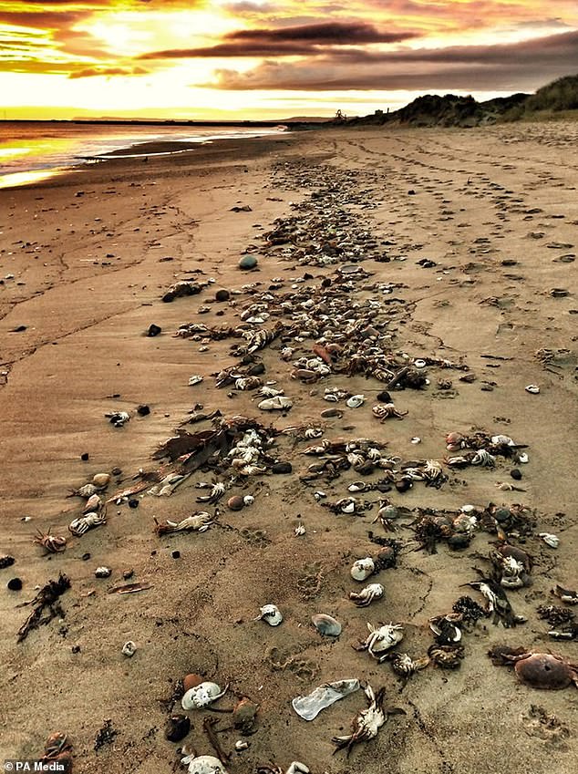 Locals in the North East described the sight of hordes of the crustaceans dying in October 2021 as 'apocalyptic'