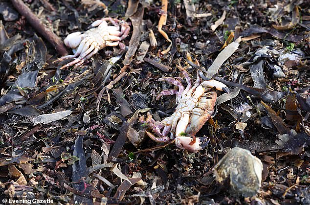 The dead sea creatures also appeared in Redcar as the Environment Agency confirmed that samples were taken from the sea creatures, water and sediment