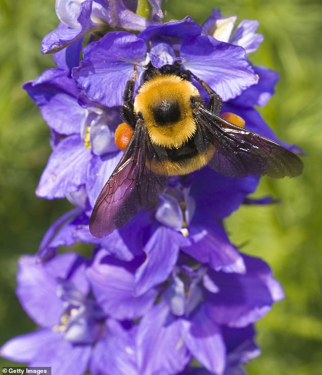 US bumblebees are limited to eight states as they move closer to extinction