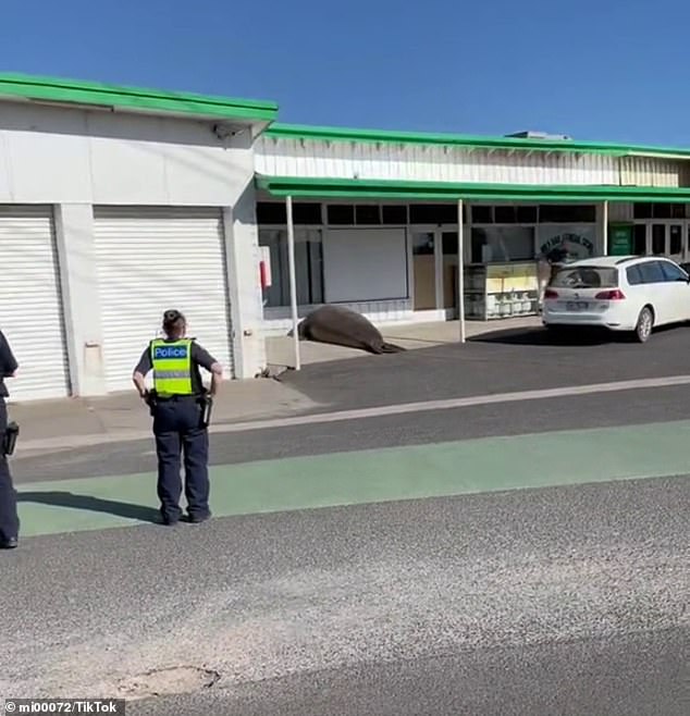 Making his way to the town's only gas station, the seal, believed to be the local legend, 'Henry', eventually made it back to the beach after being guided by authorities.