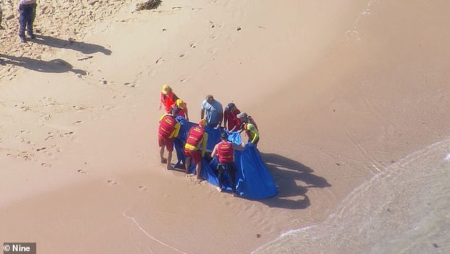 The dolphin is believed to have sustained a tail injury and washed up on Shelly Beach as lifeguards worked to save the animal's life.