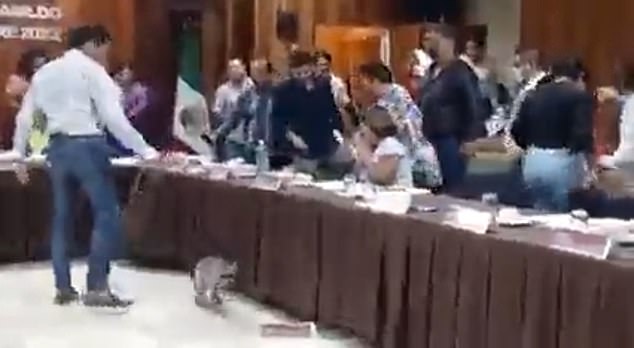 A raccoon disrupted a municipal council meeting in the Mexican resort town of Acapulco.