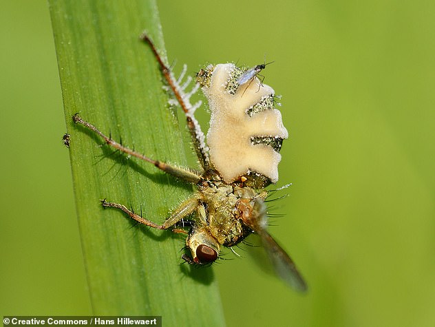 One of these fungi is the Entomophthora Muscae, which infects female houseflies and uses its victim's corpse to attract males to mate with it . Pictured: Spore cannons grow on a fly corpse that can eject Entomophthora Muscae onto other victims