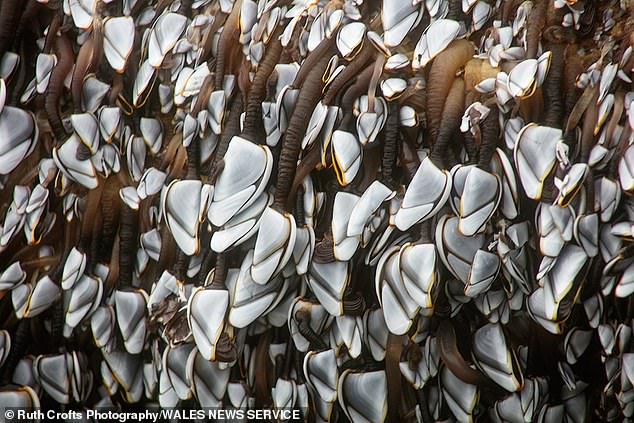 Experts believe that Pembrokeshire shellfish may have been too small for dining tables.