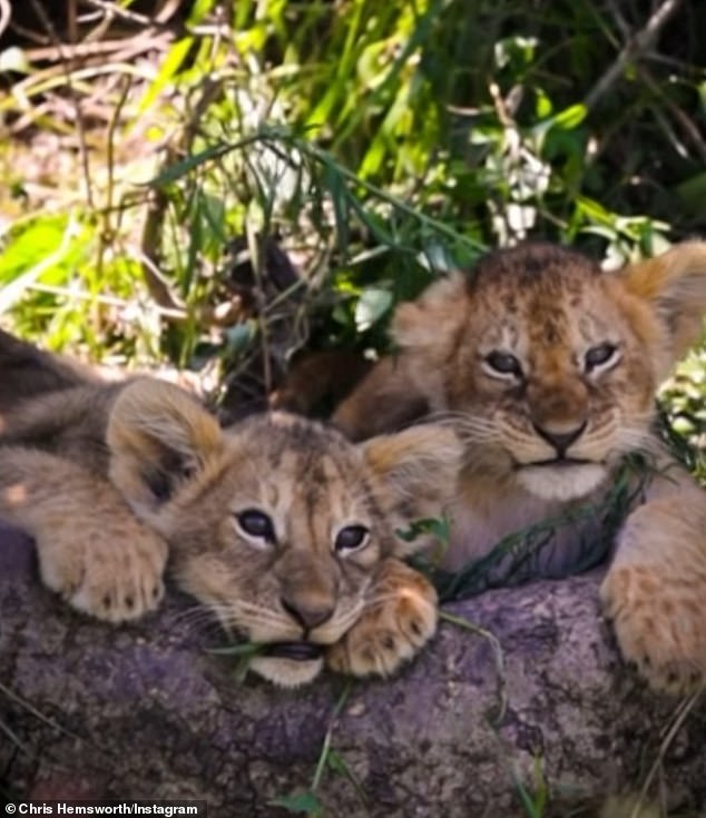 It is the second luxury trip the clan has taken in recent weeks, having returned from a holiday in Fiji earlier this month.