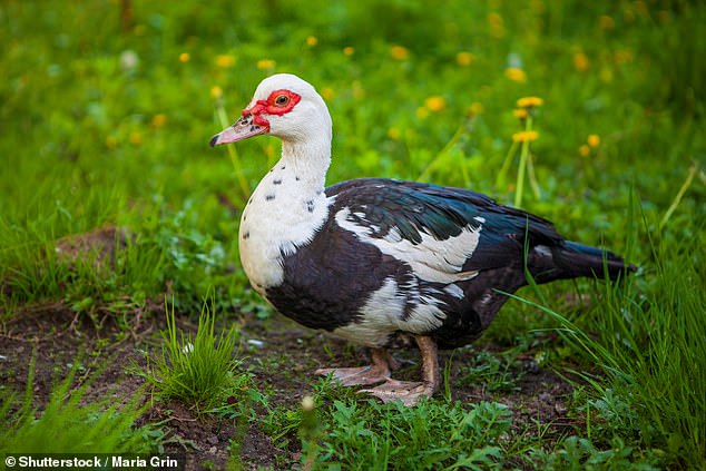 The Muscovy ducks came from Freshfields Farm Animal Rescue Center in Liverpool in October 2020