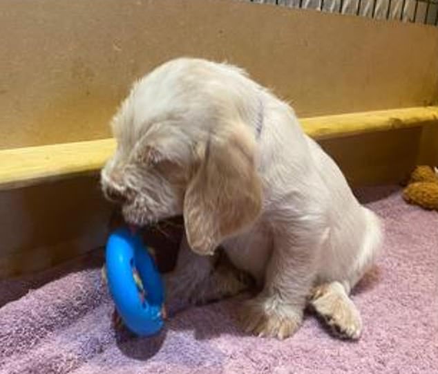 The prison also allows inmates to help rehabilitate and train dogs to become service animals and family pets.