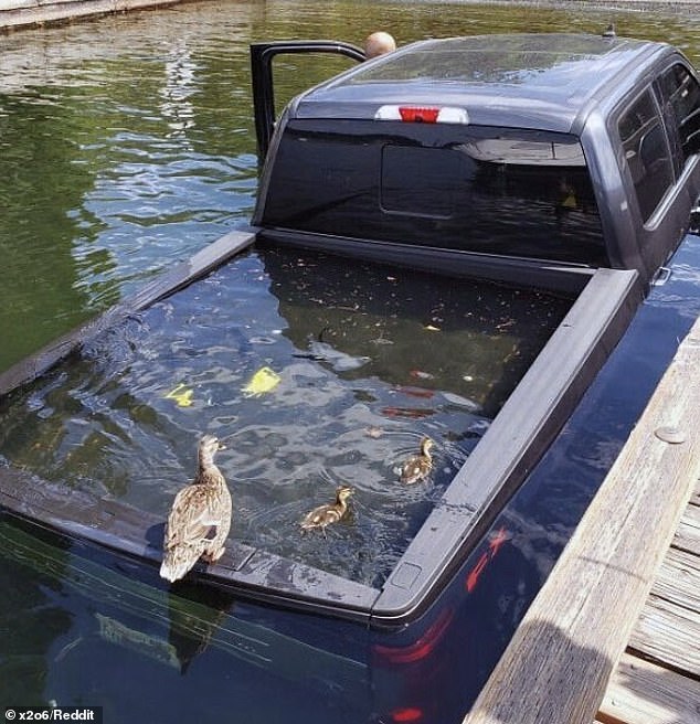 At least someone is happy!  This person's truck somehow ended up in a pond, but at least the ducks are enjoying their new pool.