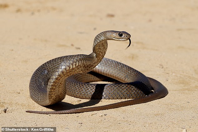 The man is believed to have stepped on a highly venomous eastern brown snake