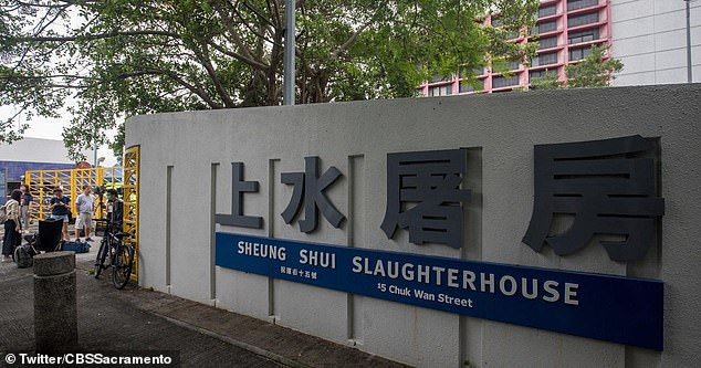 The butcher was found by a colleague at the Shueng Shui slaughterhouse in Hong Kong