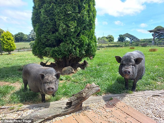 All participating pigs had been raised with human families, so they were familiar with people and their behaviours could be compared to those of dogs