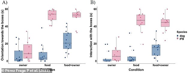 To be counted as a referential behaviour, the animal would have to first interact with the reward box and orient their body towards it. Next, they would orient themselves towards their owner if they were present in the room, or the door- that they knew their owner was behind - if they weren't. Pictured: A: Time spent orienting towards the boxes for dogs and pigs, B: Time spent interacting with the boxes for dogs and pigs