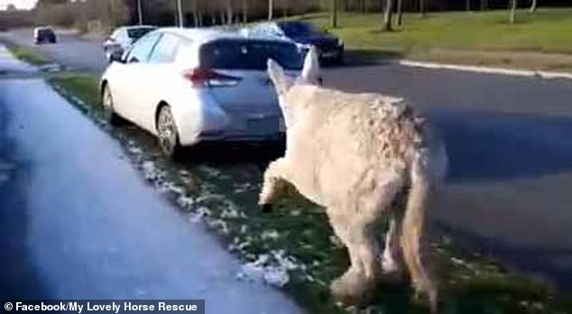 The donkey, which is unable to escape as the rope is tied tightly around its mouth and ears and attached to the car's bumper, is seen hobbling along as it struggles to keep up with the vehicle