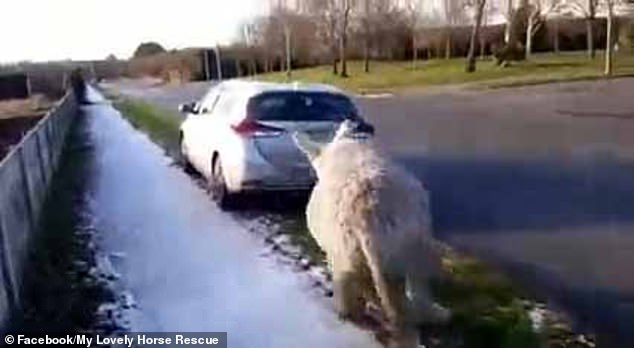 At one point, the donkey slips on the icy grass and struggles to keep upright as the woman, a volunteer with charity My Lovely Horse Rescue, screams at the driver: 'F***ing stop, what's wrong with you?