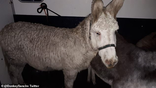 The video was shared on social media and local Garda have since seized the donkey as well as six others with the help of the My Lovely Horse Rescue organisation. The charity condemned the incident as an 'awful act of cruelty' as they shared a photograph of the white donkey safely inside a trailer (pictured)