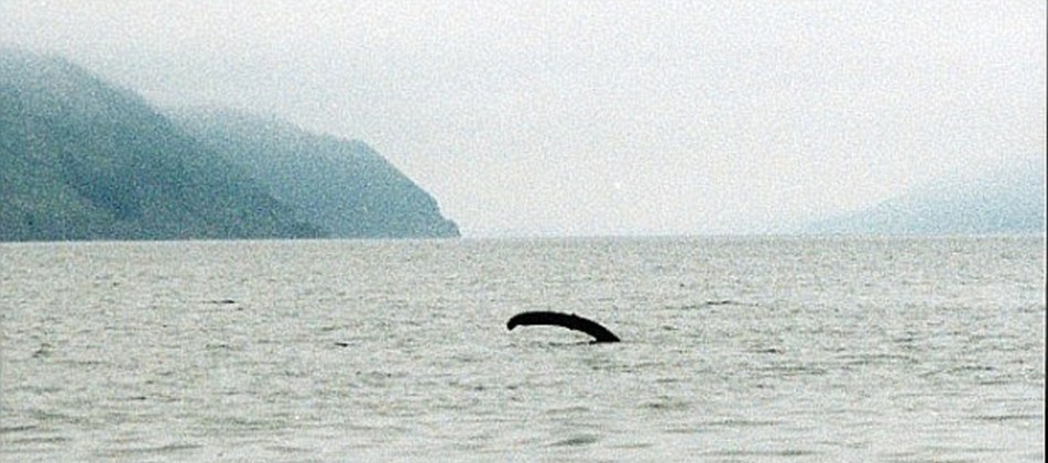 Another renowned sighting was made in 2001 by  photographer James Gray and friend Peter Levings when they were fishing on the Loch