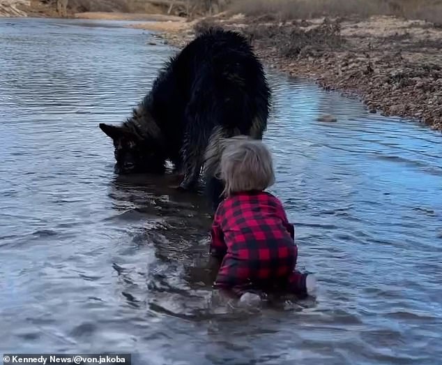 When River was around eight months old, she started watching the dogs and trying to copy them.