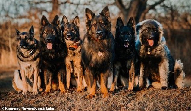 Ashley's six German Shepherd dogs pictured, Meeka, Kai, Ryker, Koba, Brenna and Roma