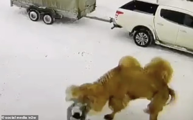 Shocking video shows the moment the 51-year-old vigilante was bitten and trampled to death by an angry camel, in Omsk, Russia