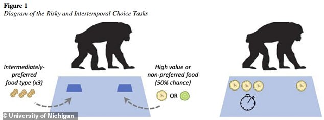 The study showed that teen chimps were more likely to take risks by choosing a hidden container that could contain either banana or cucumber, rather than choosing the safe option containing peanuts