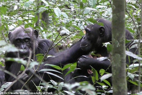 Look at this leaf I found! Researchers captured video evidence of an adult female chimpanzee, Fiona (right), showing a leaf to her mother, Sutherland, in Kibale Forest, Uganda. Humans and chimpanzees are both great apes (Hominidae) and chimps are our closest animal cousins