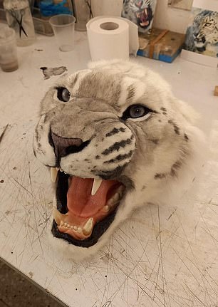 Big cat head for Schiaparelli