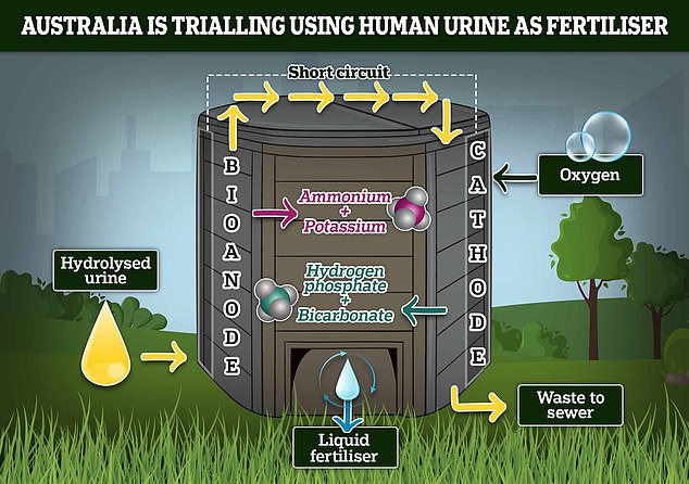 Australia is planning to trial the use of human urine as fertiliser for plants and lawns in public city parks, as part of a four-year, government-backed project. Pictured, a potential toilet design for the project, using an anode and a cathode to separate chemicals in urine, using elements in the surrounding air as a catalyst