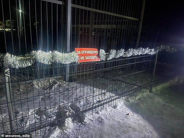 The lion almost bit off the hand of the woman who provoked him by climbing over the safety fence