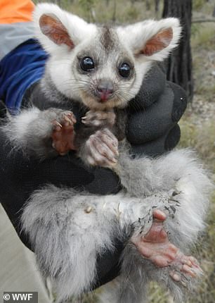 VicForests broke the law by failing to adequately protect the endangered greater glider (pictured), leading to timber supply problems