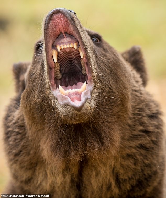 File image of a grizzly or brown bear (pictured).  Perkins and his group spotted a grizzly bear in the distance and began to follow it before it quickly disappeared from sight.