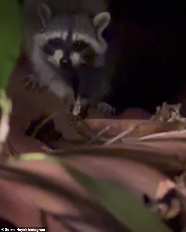 Unexpected guest!  A raccoon broke into a friend's birthday party