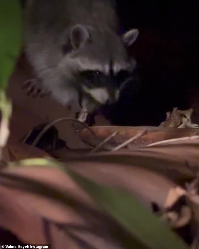 'Okay, raccoon friend!'  Hayek was intrigued by the adorable animal