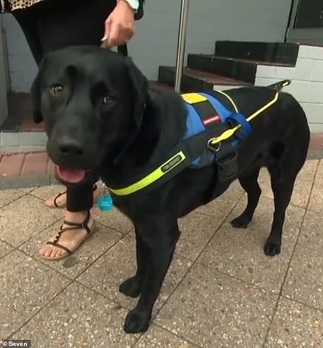 Ms Osborne has 'very low' vision and relies on her guide dog Hamilton (pictured) to help her navigate her everyday life.  She described Hamilton as a dog 