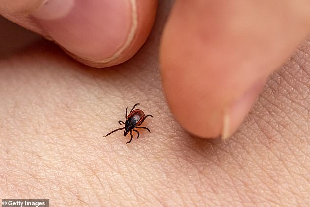 Mattew Mason contracted Lyme disease when he was bitten by a tick carrying borrelia burgdorferi bacteria (file image of disease-carrying tick pictured)