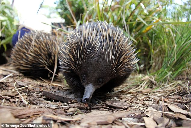 Echidnas (pictured) can swim across small distances such as streams and dams, but it's unusual to see them in the middle of a large lake, Paterson said.