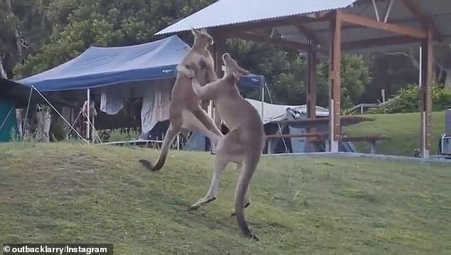 The two 'roos had battled for seven minutes before landing on top of four children and cutting through the tent they were sleeping in.  Fortunately, there were no injuries.