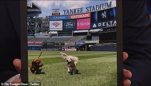 Judge revealed that his dog, Penny (right), is Rizzo's best friend, Kevin (left)