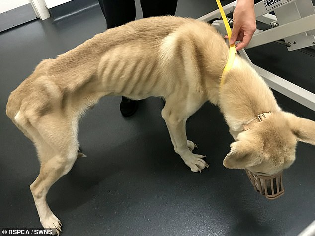 Tyson, a mixed-race mongrel, starved to the point where 'every bone' in his body was visible.