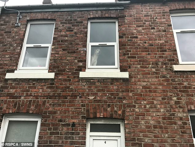 The starving dog a few days after dying was photographed looking out the window of a house where he could not leave the room above.