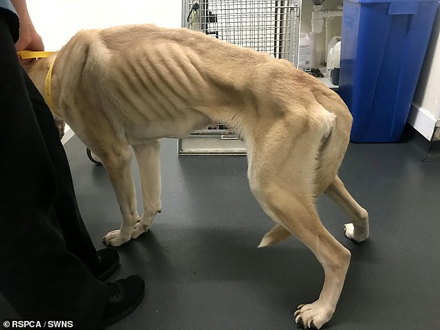 The vets found no medical reason for his drastic weight loss other than lack of food.