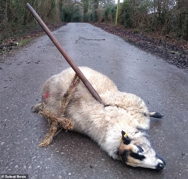 In 2019, suspected 'Satanists' stabbed sheep and sprayed them with pentagrams - they painted graffiti on Reverend Bacon's country church with the same occult markings.