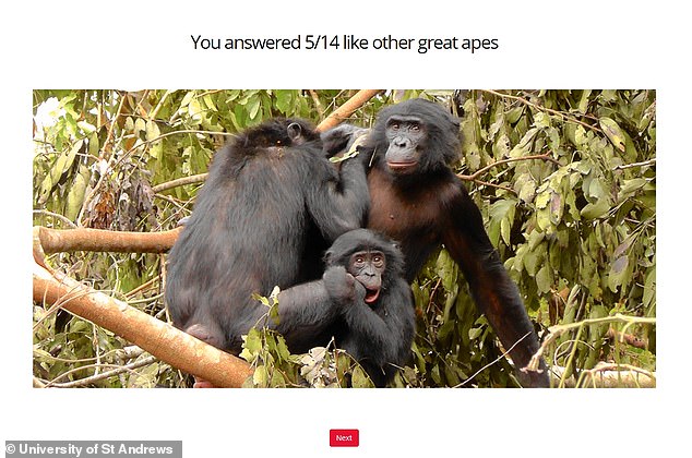 To the surprise of the researchers, the participants performed significantly better than expected, correctly interpreting the meaning of chimpanzee and bonobo gestures more than half the time