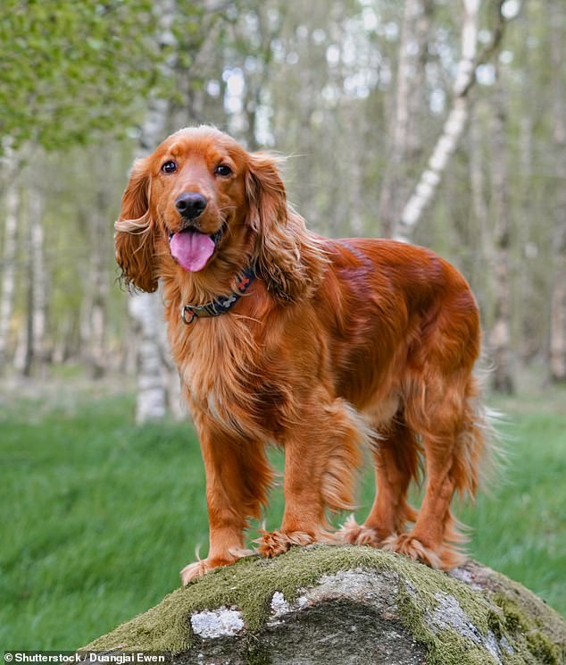 It will put the Cocker Spaniel (pictured) at number one because pet owners buy them to be 'couch junkies' or 'Instagram dogs' without realizing how much training they need