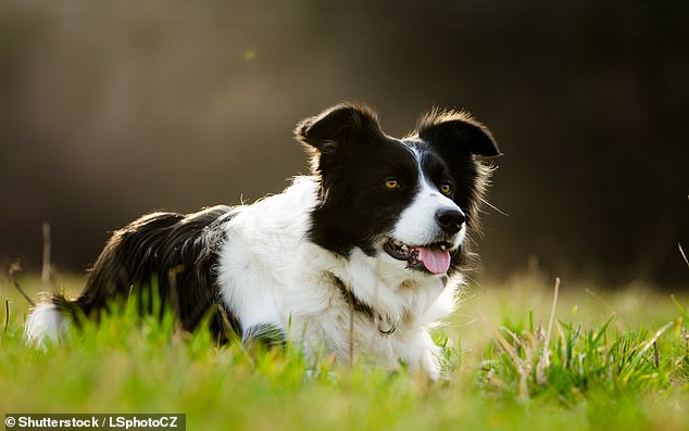 Border collies (pictured) demonstrated their intelligence and performed outstandingly in the study's intelligence tests, but were bested in the ranking by the Belgian Malinois.