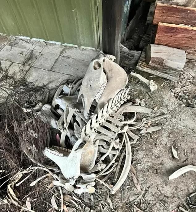 The carcasses resembled the remains of horses (pictured) and were left just yards from where the family was told to park their car, their four-year-old son picking up one of the bones.