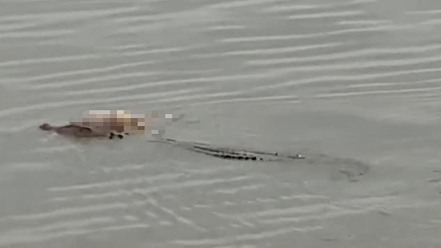 This is the extraordinary moment a crocodile carries the intact body of a four-year-old boy to rescuers a mile away from where he drowned in a river in Indonesia.